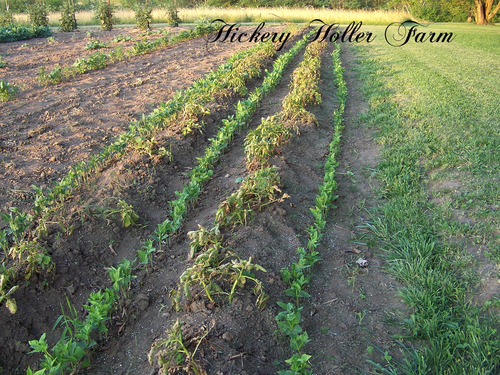 Hickery Holler Farm Planting Over Those Dying Potato Vines
