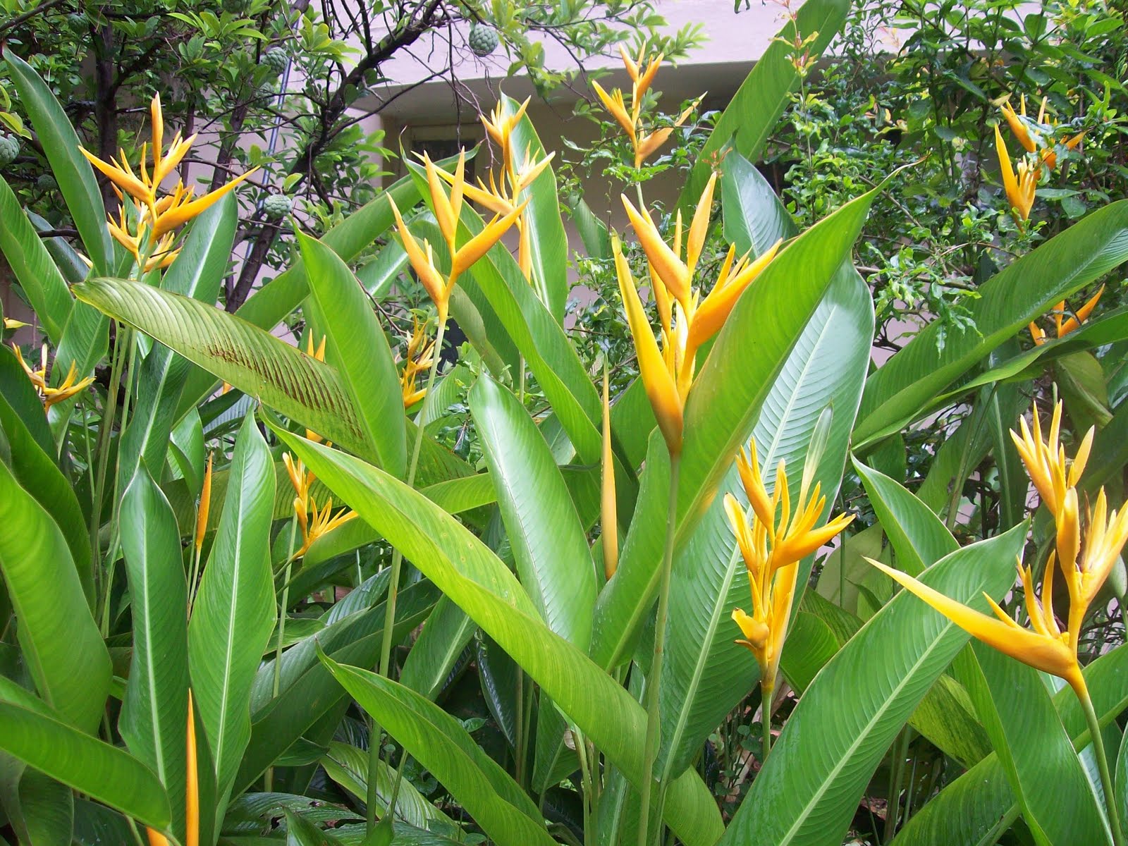 gardentropics Today�s Flowers Heliconia