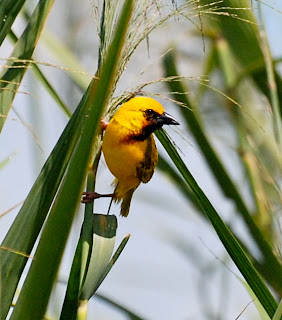 Kilombero Weaver