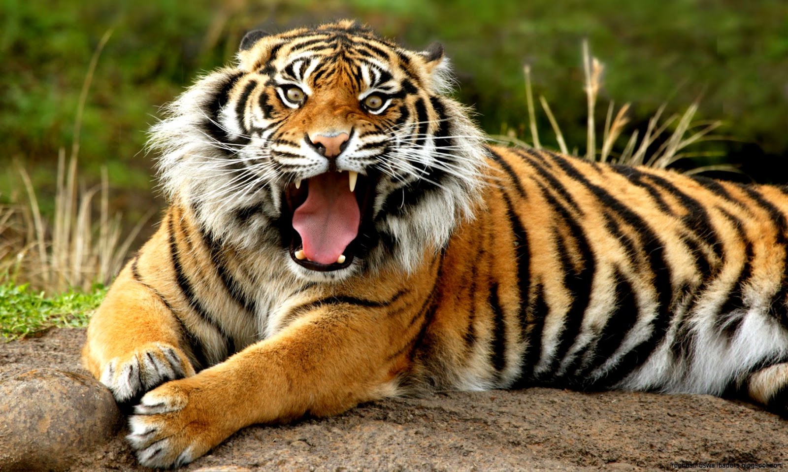 Wild Animals Tiger Wild Animals Tiger