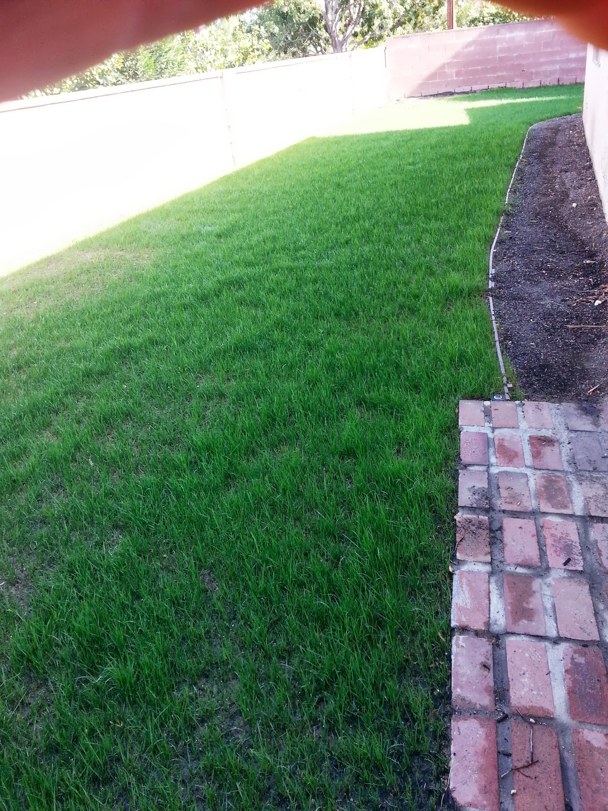 SOUTHERN CALIFORNIA PEARL'S PREMIUM GRASS SEED GONE GREEN!