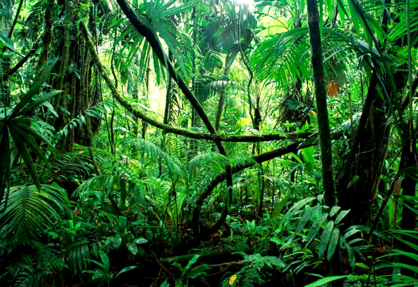 Background Jungle Background Kindle Pics Background Jungle Background Kindle Pics