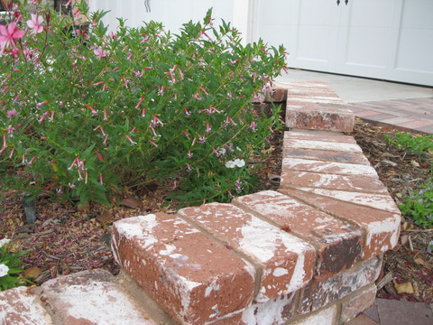 Biomass Plants And Garden Wildlife The Permaculture Research