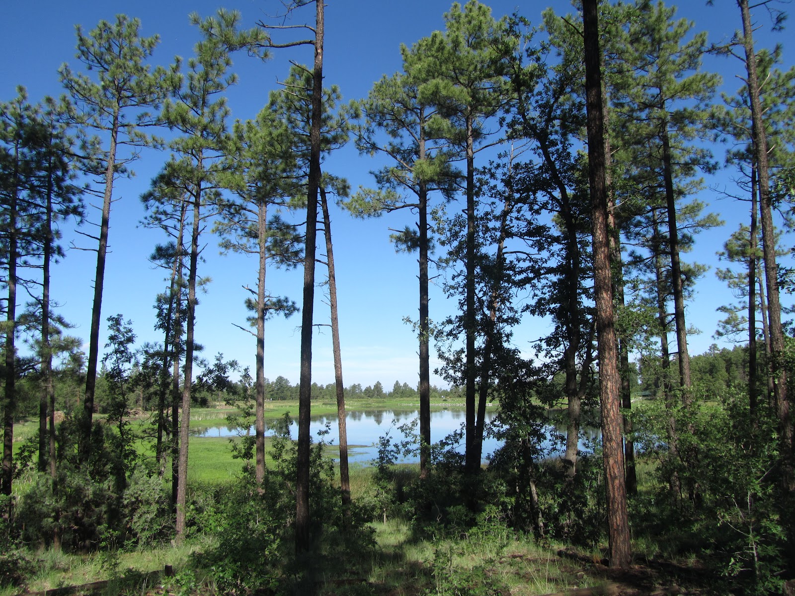 Az. Buddy Pine Top, Arizona