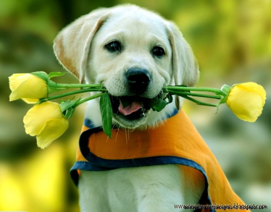 Cute Animals Wallpaper Download Download WallpaperDesktop Cute Animals Wallpaper Download Download WallpaperDesktop