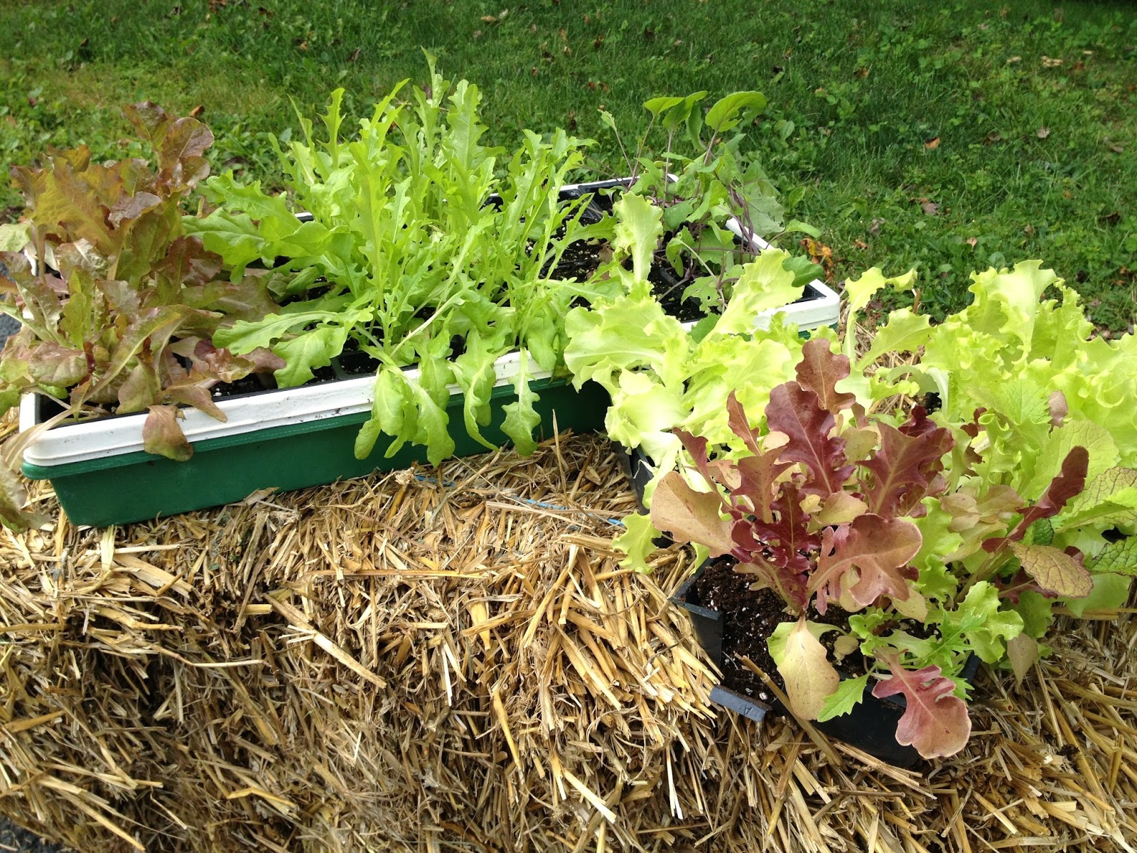 Niki Jabbour - The Year Round Veggie Gardener: Straw bale gardening