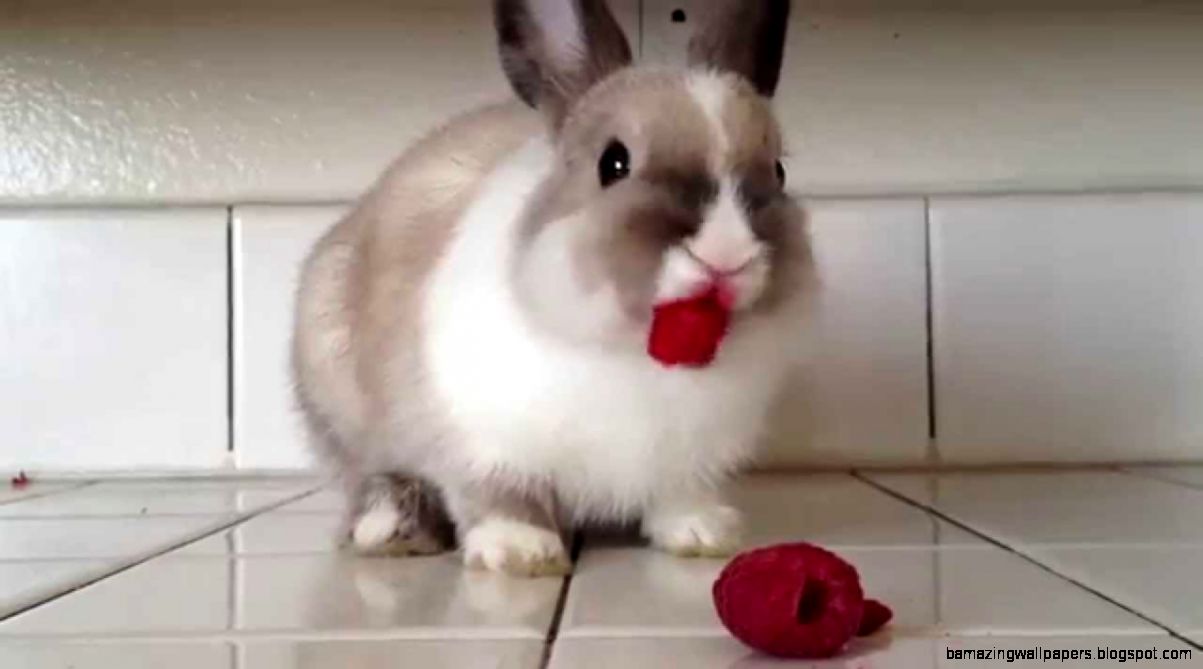 Bunny Eating Raspberries   YouTube Bunny Eating Raspberries   YouTube