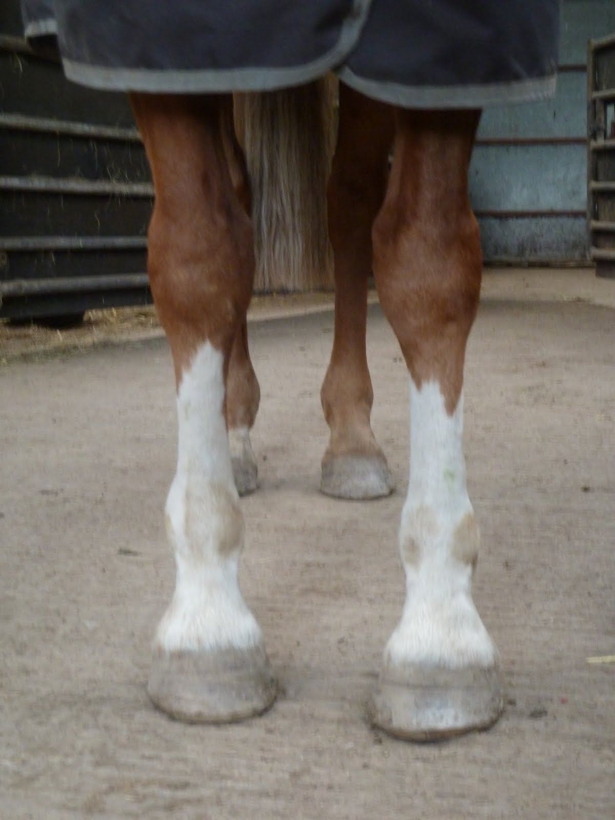 Rockley Farm What happens when a horse has thin soles and poor hoof