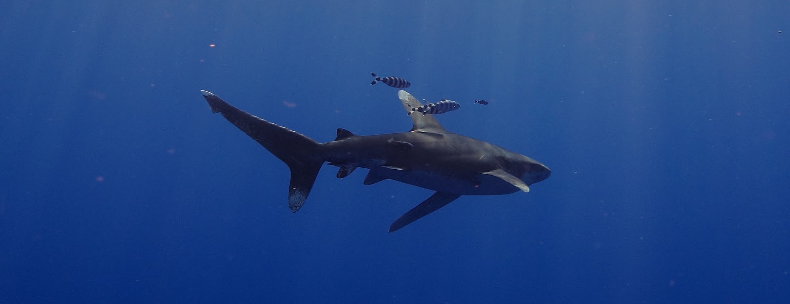Capturing the Moment: Oceanic White Tip Shark, swimming with...