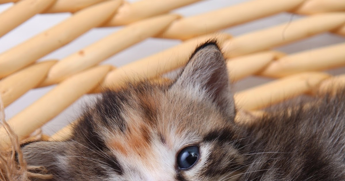 All About Our Pets 10 Tips For Bringing A Kitten Into Your Home