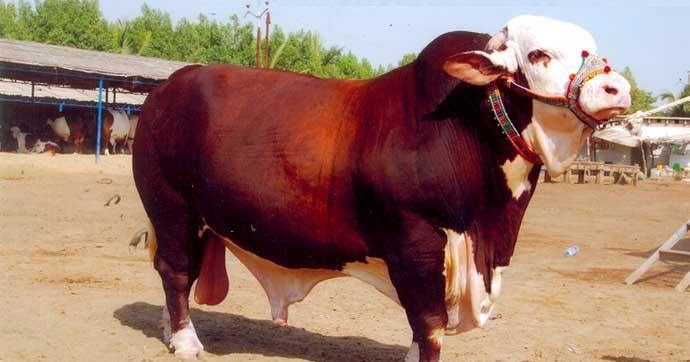 funter cow qurbani funter cow qurbani