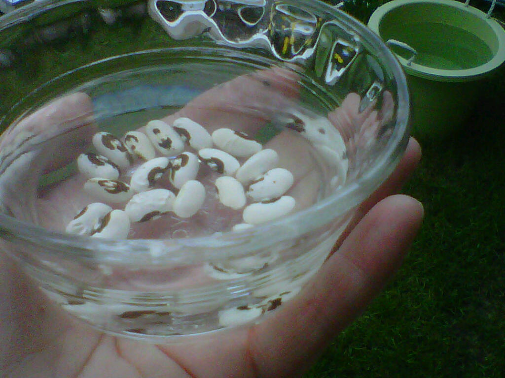 Square Foot Gardening in Alberta