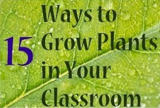 http://onelessheadache.blogspot.com/2013/04/ways-to-grow-plants-in-classroom.html