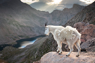  Funny Mountain Goat