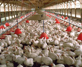 Poultry Business