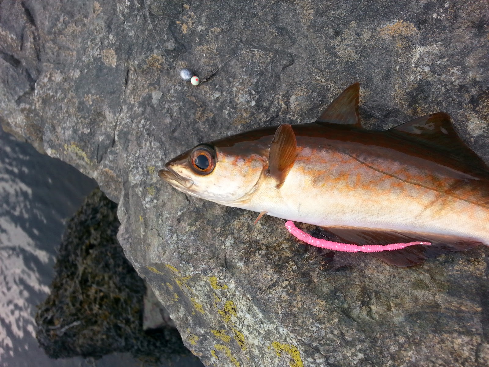 Luremaniac! Quick fun with pollock and coalfish.