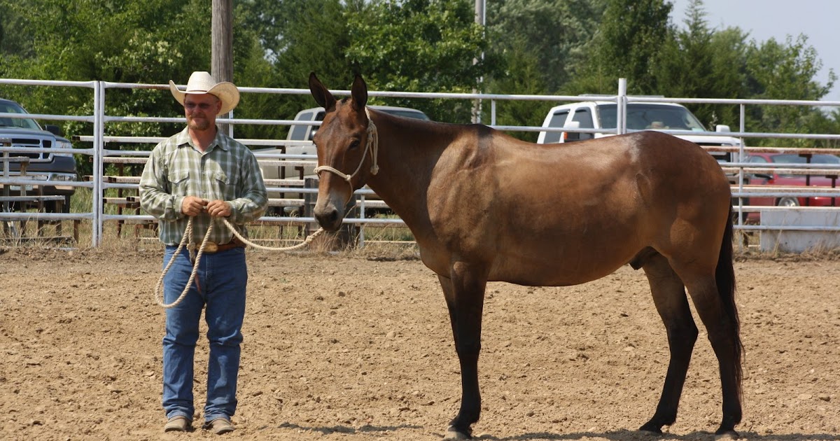 PairADice Mules Cuba Mule Show