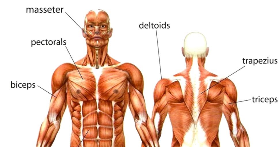 Anatomy Of The Body | HD Wallpapers Plus