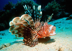 red lionfish classification scientific