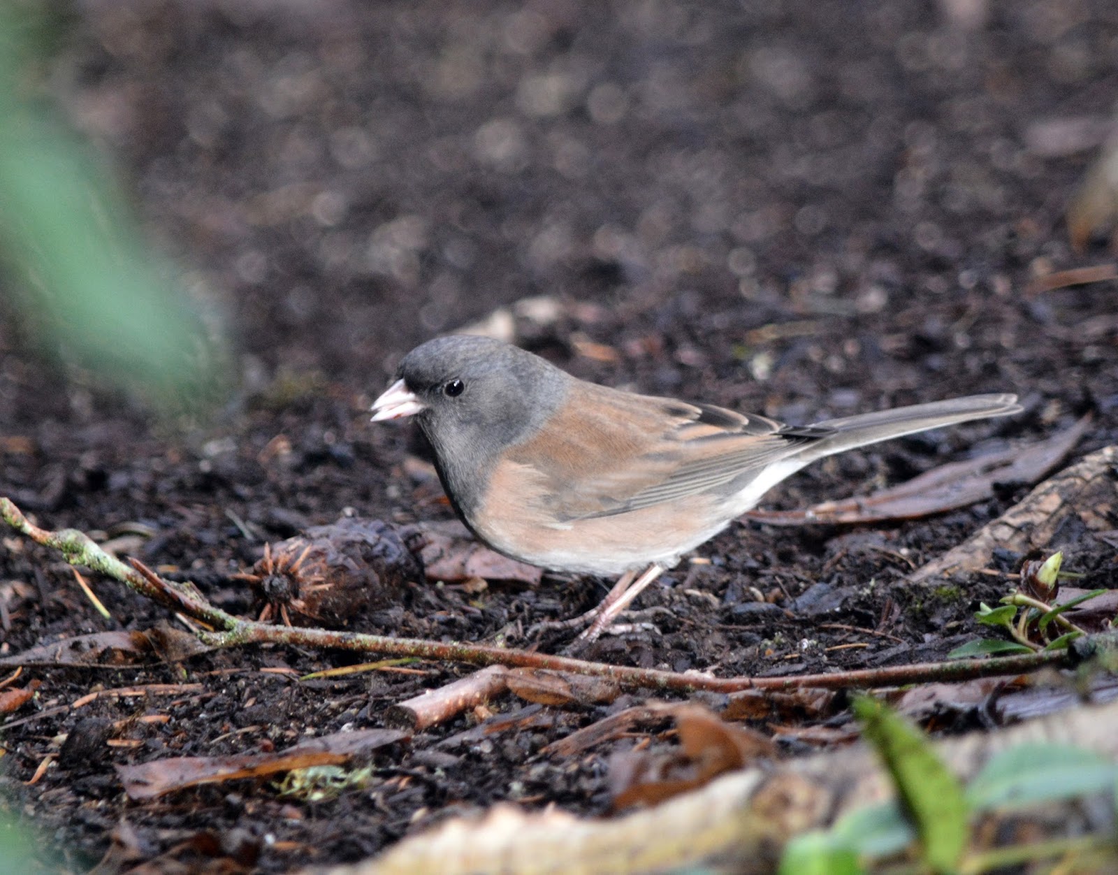 Happy Bird Place Finch and Grasskeet Blog January 2016