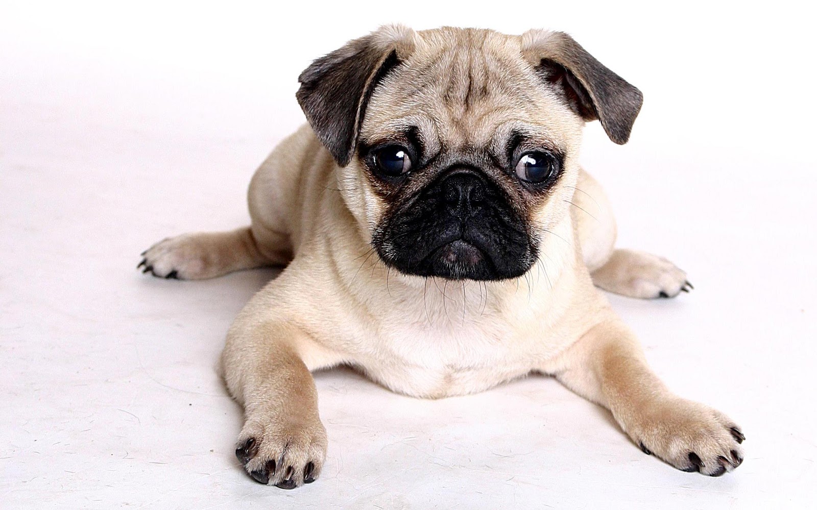 Cute Puppy Dogs: Pug Dog Puppies
