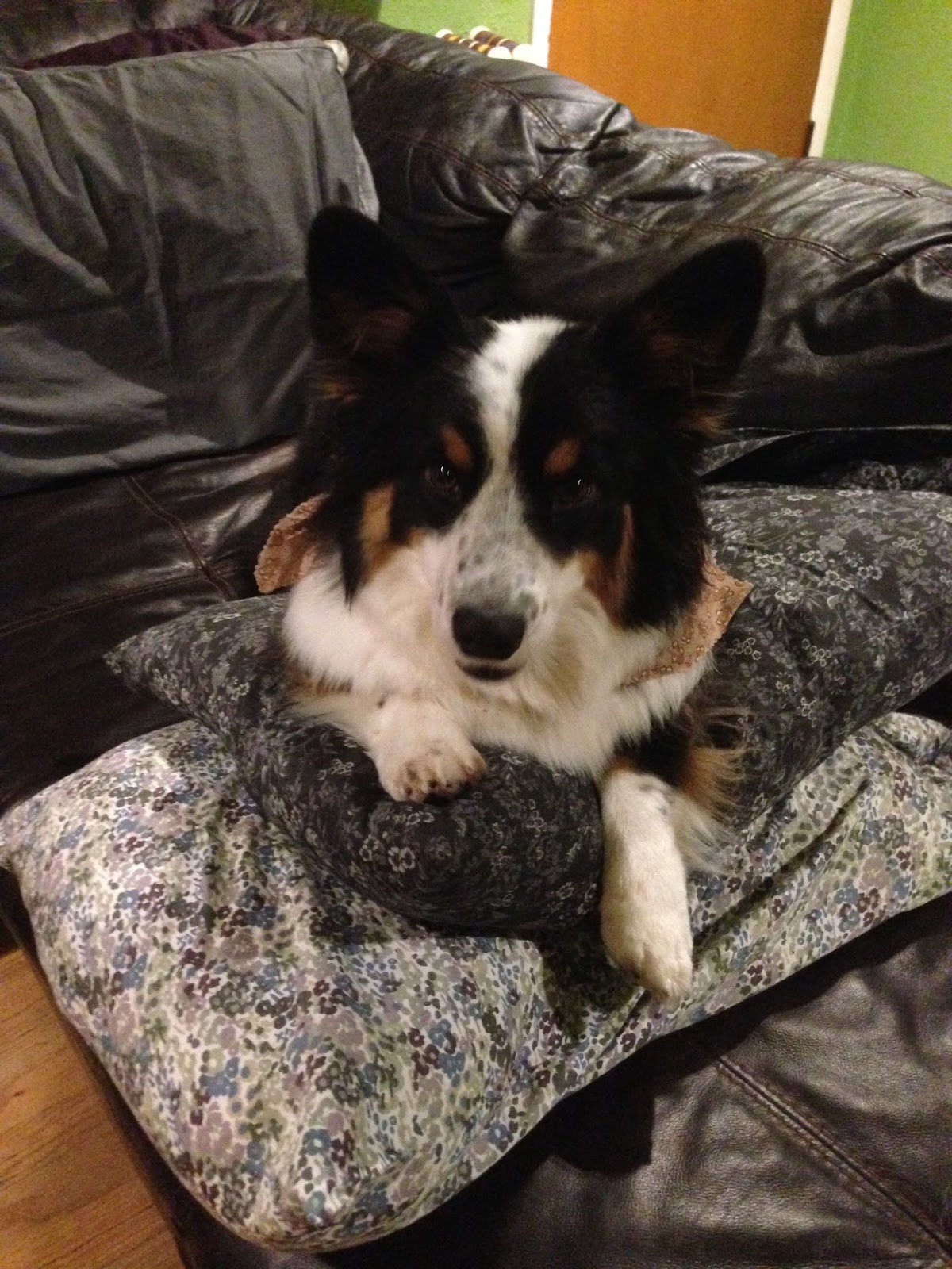 Dogs and Dragonflies Fluffy Cardigan Grooming