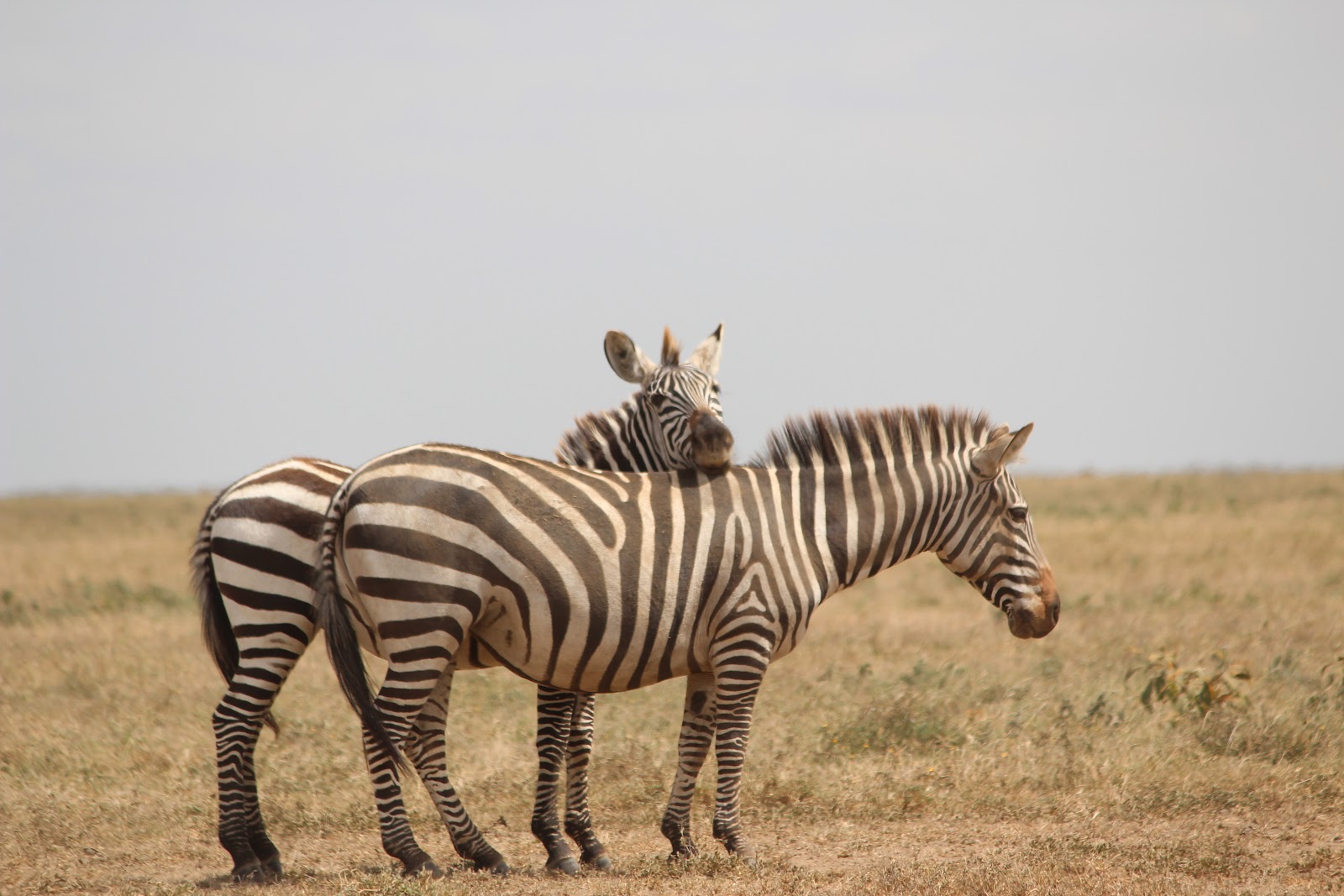 Tonymann Tours&Safaris: Our favourite animal of this week:ZEBRA