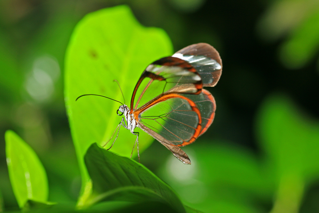 فراشة الأجنحة الزجاجية  Glasswinged+Butterfly+07