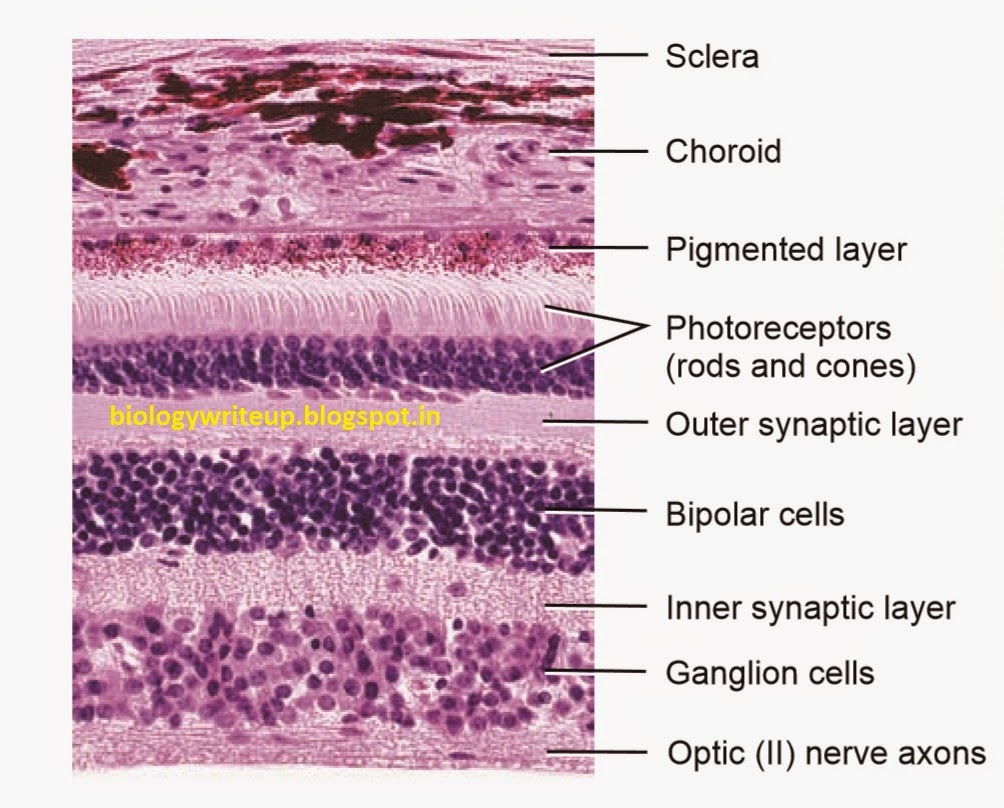 BIOLOGY WRITEUP BIOLOGY ARTICLES ANATOMY OF HUMAN EYE BALL