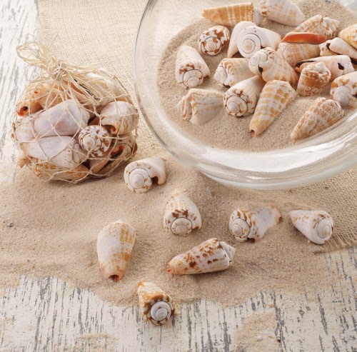 http://www.seasideinspired.com/seashells.htm