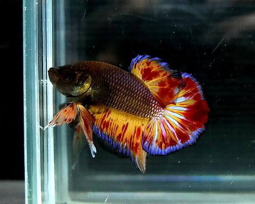 IKAN CUPANG TERINDAH,TERBAGUS DAN TERMAHAL ~ Abu-Kelabu