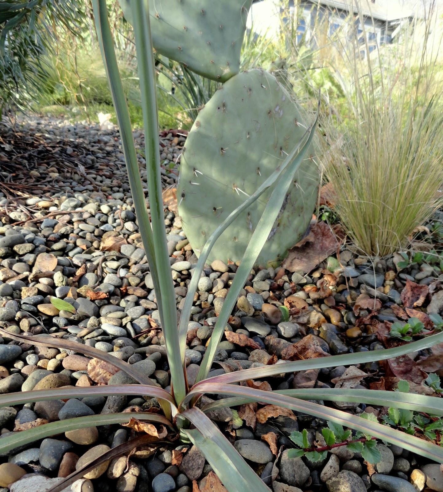 danger garden Yucca schottii, oh my!
