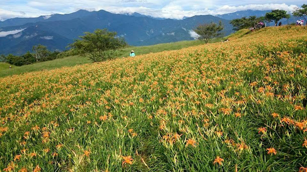 花蓮六十石山目前花況，可看見滿山金黃花海搖曳，與遼闊花東縱谷相互輝映，快來趟花蓮小旅行吧！