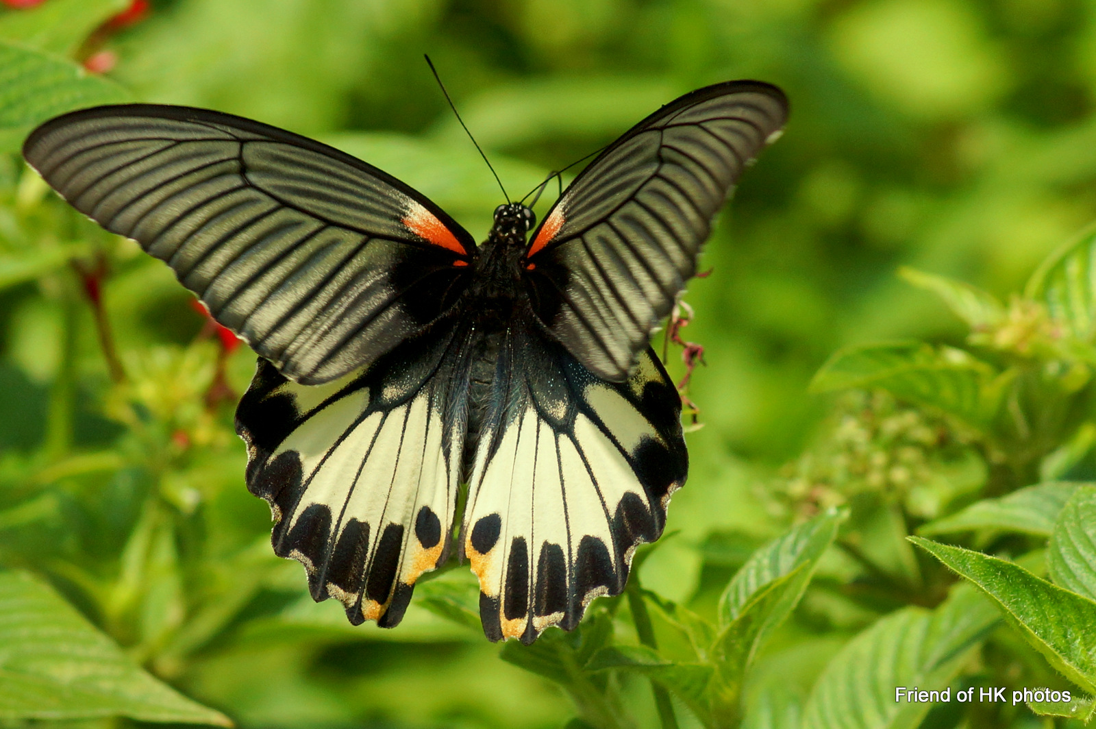 Photographic Wildlife Stories in UK/Hong Kong Romantic Season For