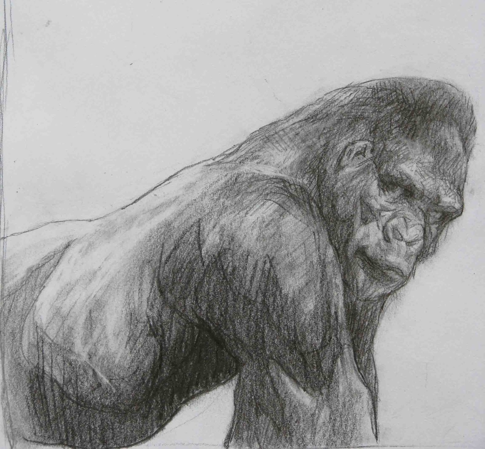 Como desenhar um Gorila com carvão e grafite 