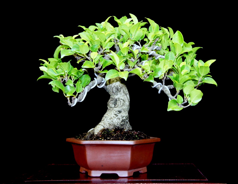 newzealandteatreebonsai: A few Shohin Bonsai