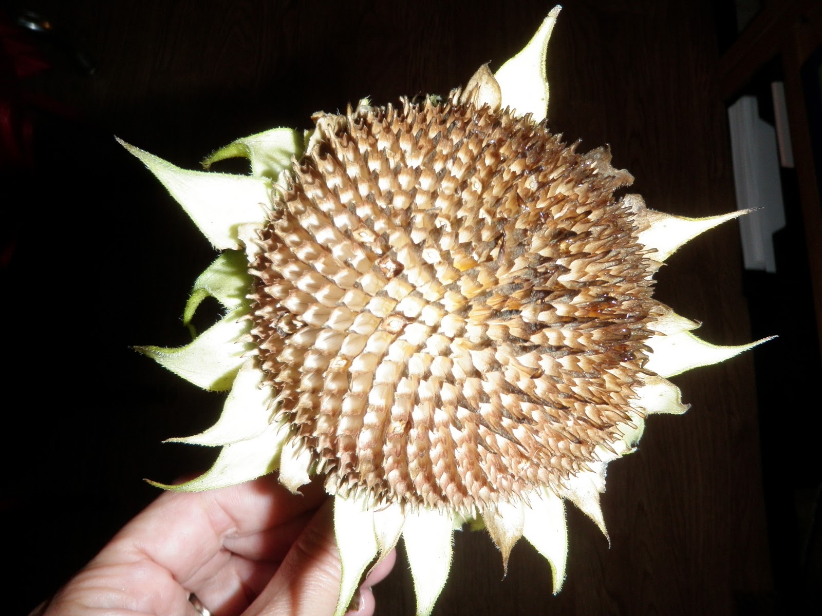 Montessori Design Sunflower Tweezing