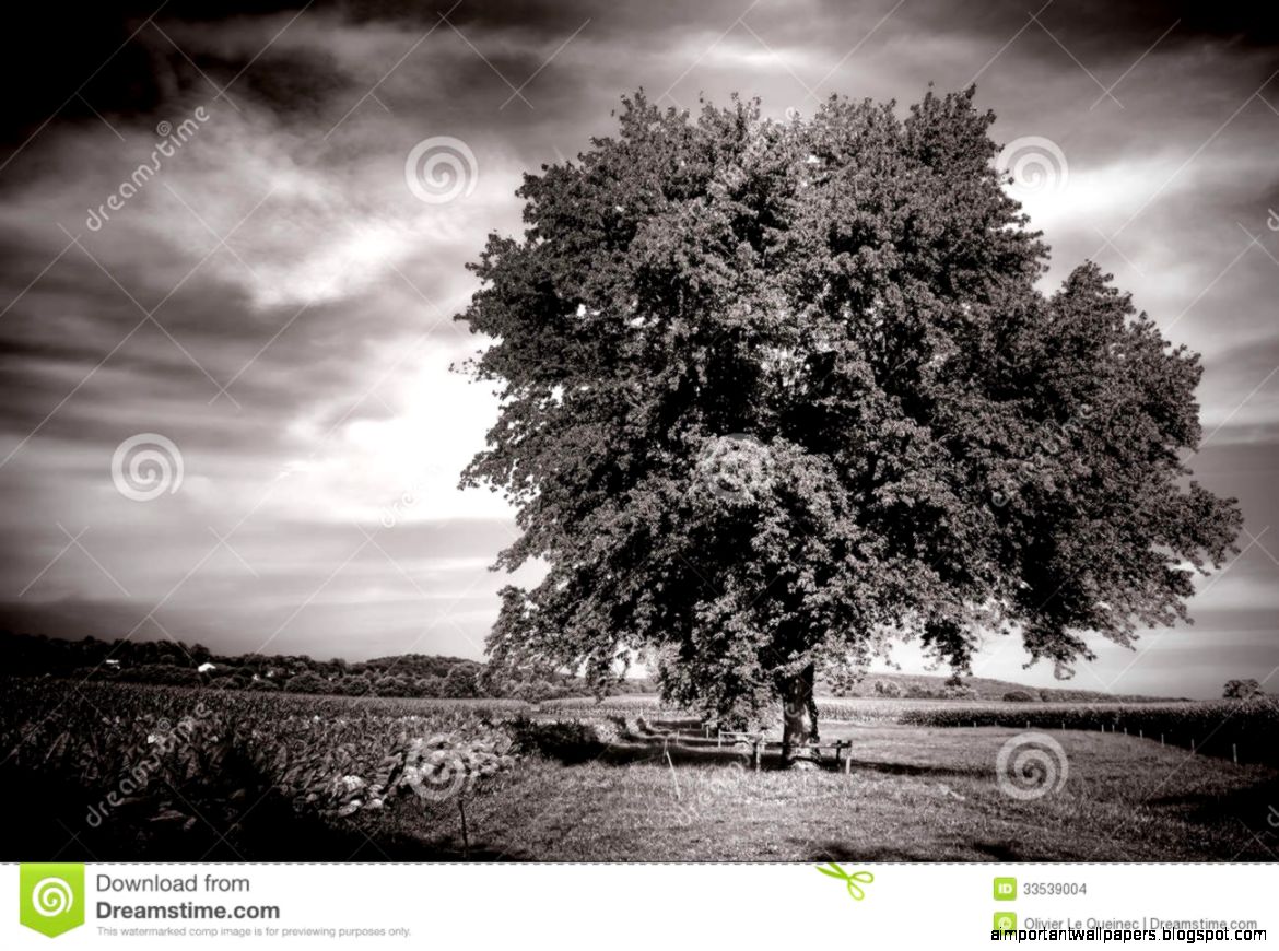 Big Old Tree In Farm Field In Rural Countryside Stock Images Big Old Tree In Farm Field In Rural Countryside Stock Images