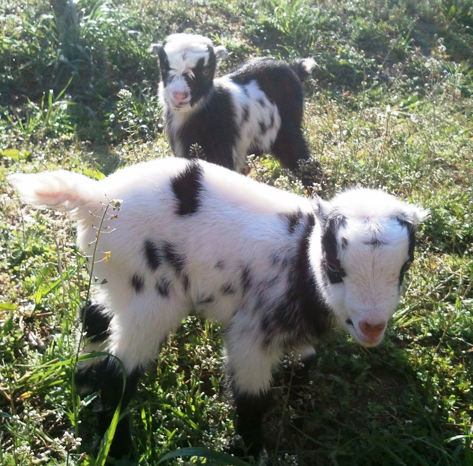 Sanctuary Farm Deworming and Goats
