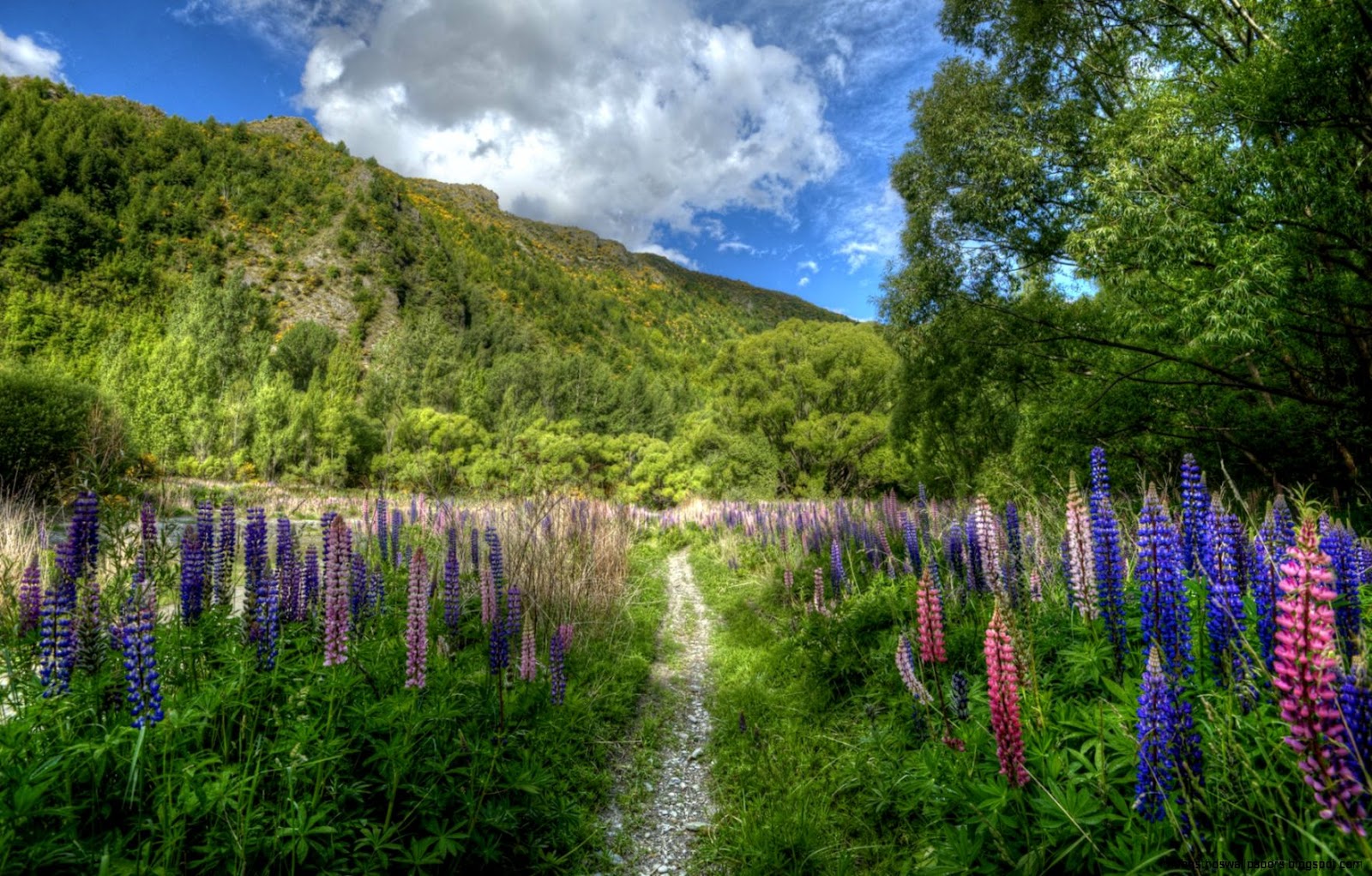 Galería Fondo de pantalla New Zealand Flowers Field Fondos de Galería Fondo de pantalla New Zealand Flowers Field Fondos de