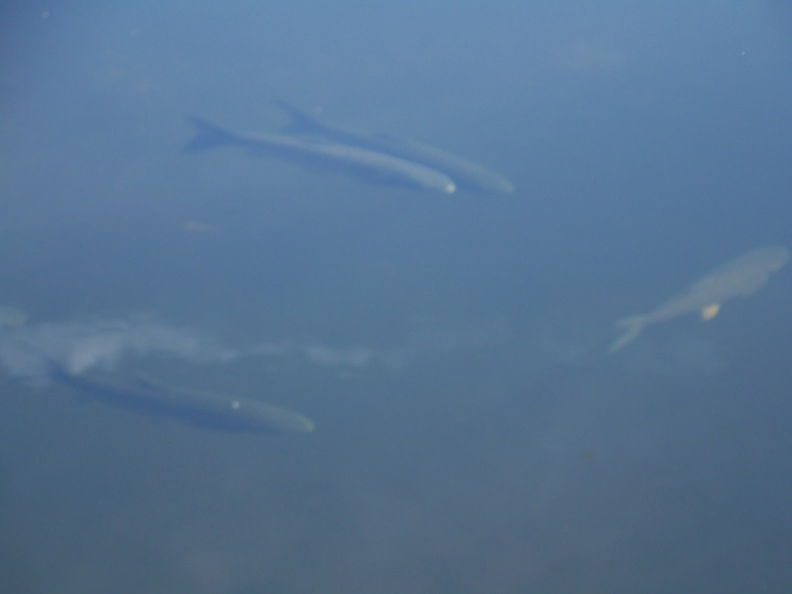 Simply Living Weedeating fish cleaned our lake