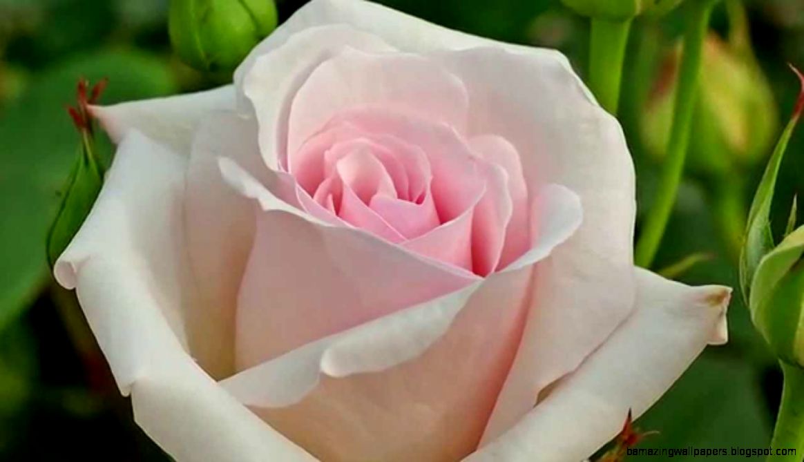 Top 10 Beautiful Flowers in the World YouTube Top 10 Beautiful Flowers in the World YouTube