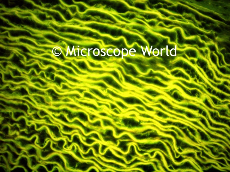 Fluorescence microscopy image 400x