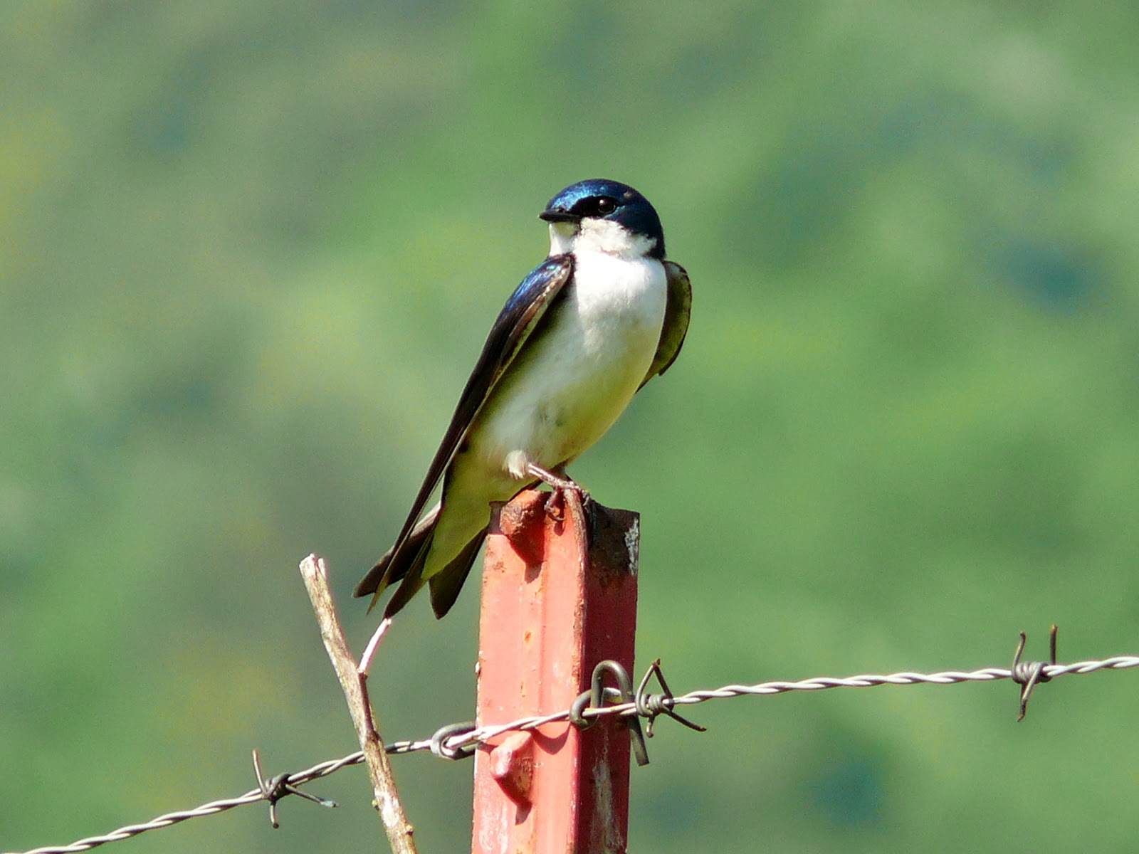 World Beautiful Birds Tree Swallows Birds Facts & Latest Pictures