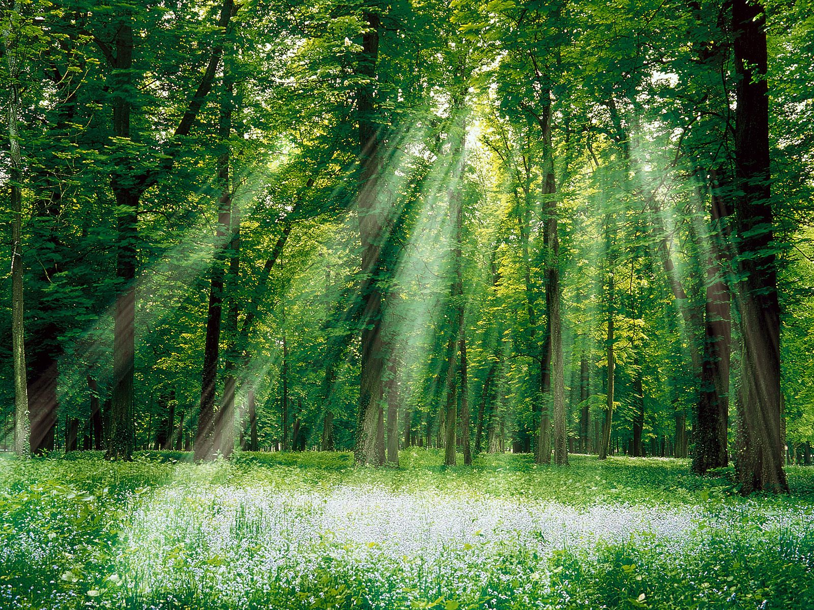 Download this Green Forest And White Sun Light Wallpaper Download Nature picture