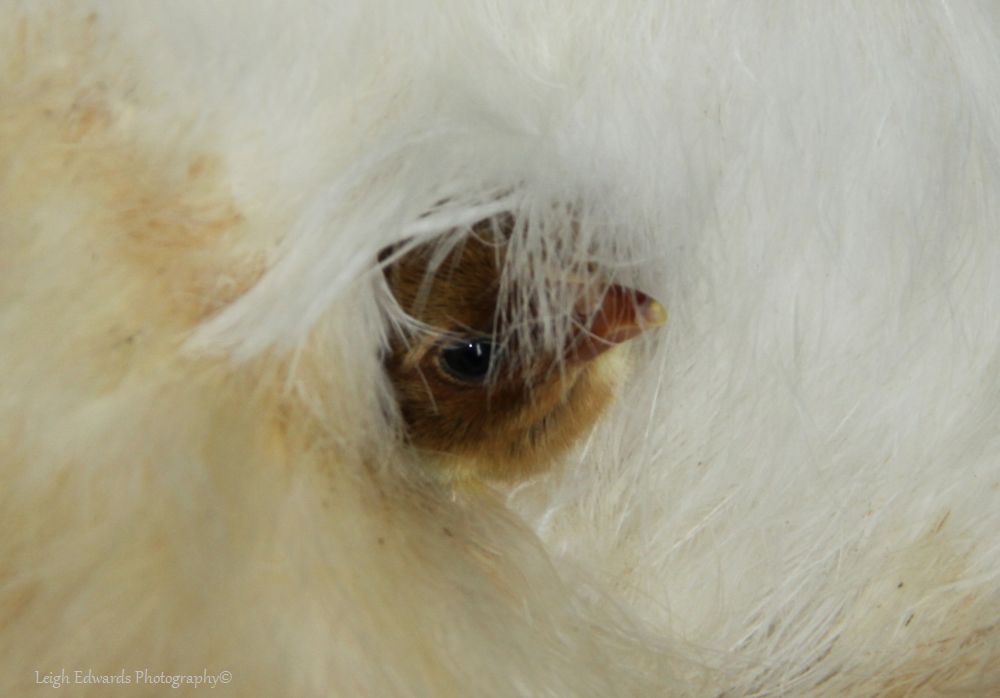 Natural Chicken Keeping Lead and Zinc Hidden Dangers to Your Chickens