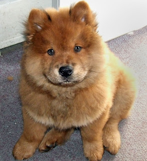 chow puppy lover beautiful