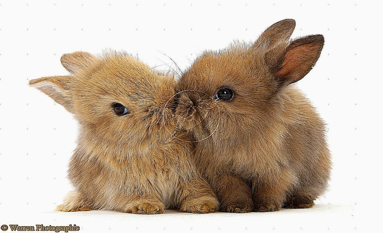 Cute Baby Rabbits Pictures
