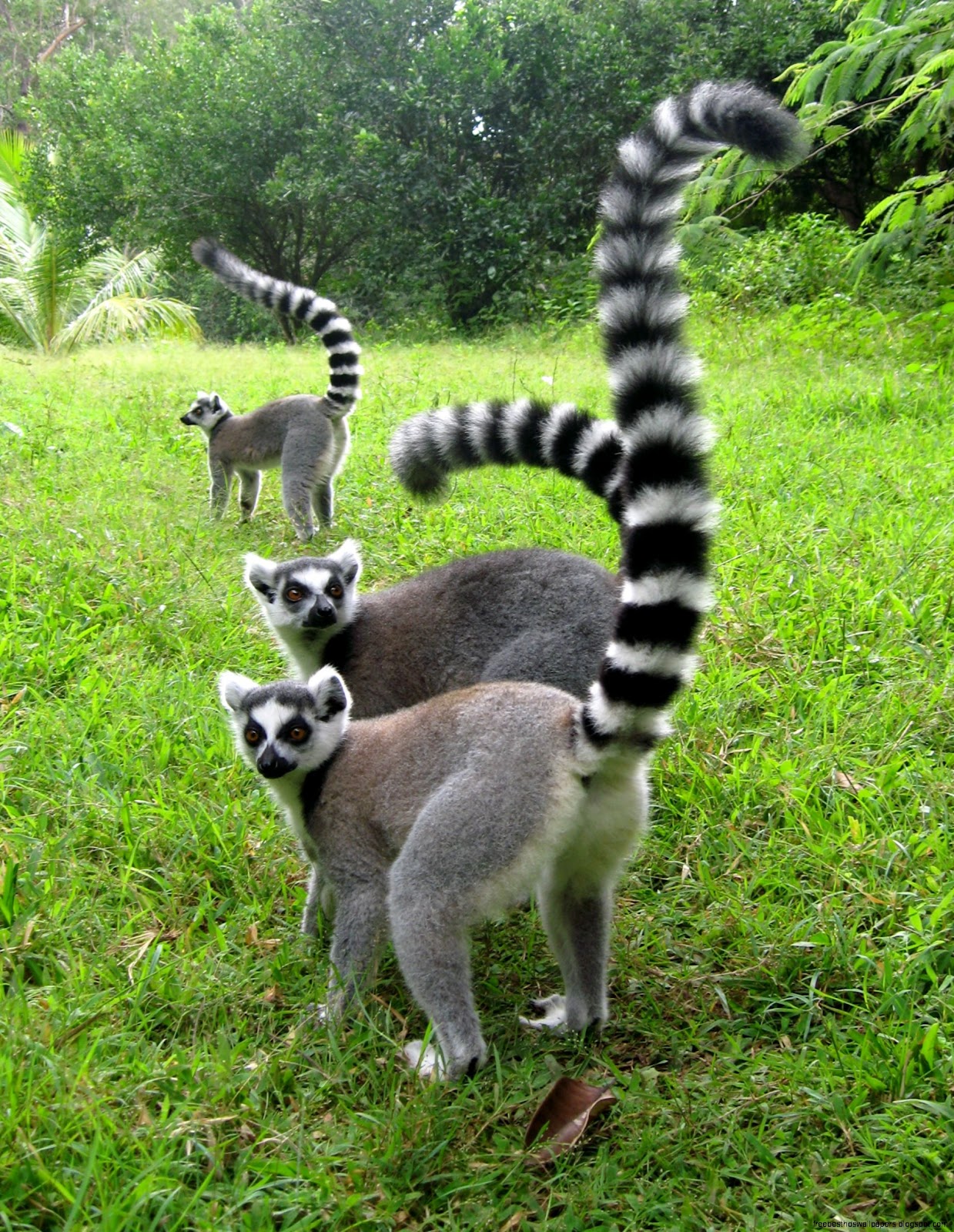 Ring Tailed Lemur Ring Tailed Lemur