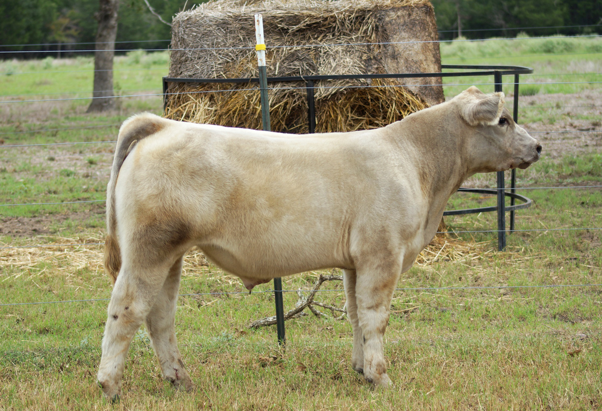 Skinner Cattle Co Calves For Sale!